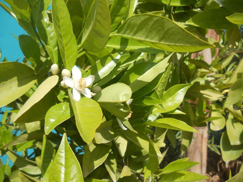 Riad Passiflora Fez Exterior foto