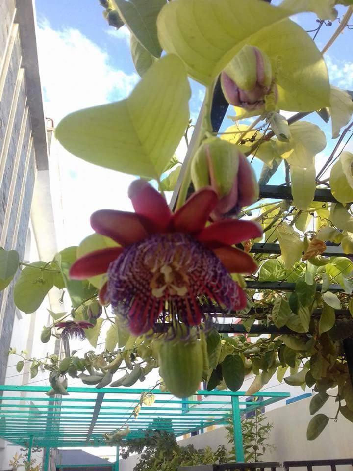 Riad Passiflora Fez Habitación foto